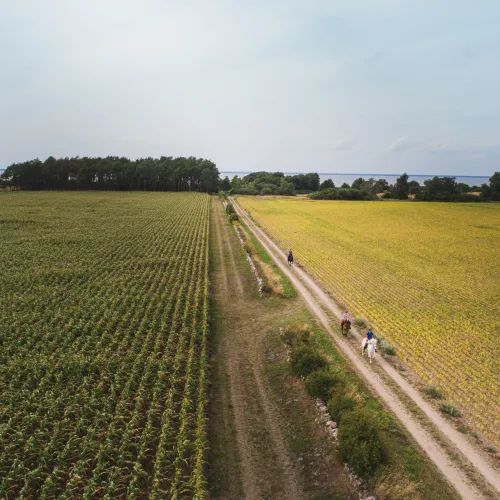 Hästar galopperar längs med grusväg mellan två åkrar på Öland