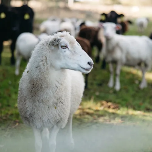Får vid mörbylångaleden