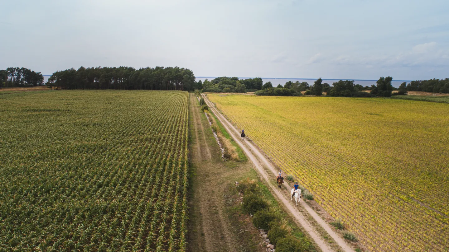 Hästar galopperar längs med grusväg mellan två åkrar på Öland